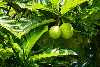 Close-up of green leaves