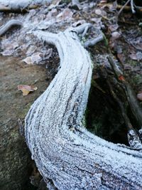 Close-up of tree trunk