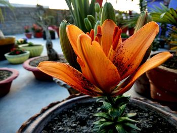 Close-up of flower against blurred background
