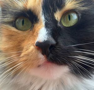 Close-up portrait of cat