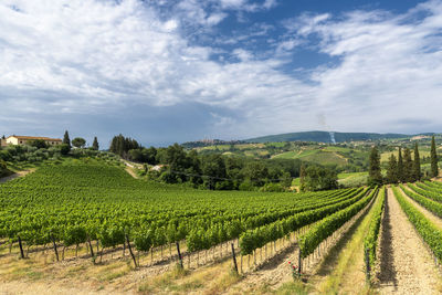 Scenic view of vineyard against sky