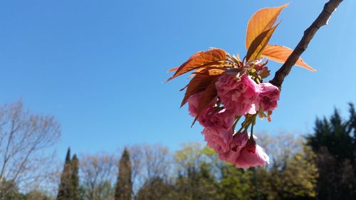 Low angle view of pink flower tree against sky