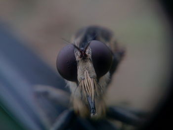 Close-up of insect