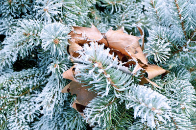 Close-up of frozen plant during winter