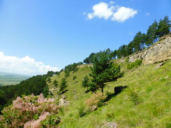 Trees on landscape against sky