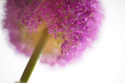 Close-up of purple flowers