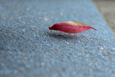 Close-up of leaf falling on street