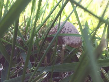 Close-up of mushroom growing on plant