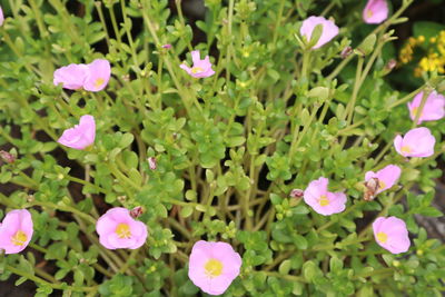 High angle view of pink flowering plants