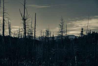 Silhouette bare trees against sky at sunset