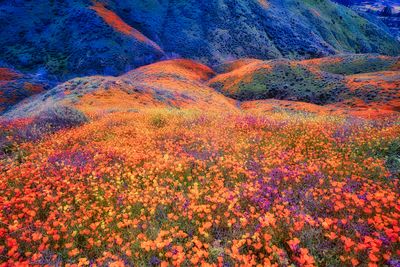 beauty in nature