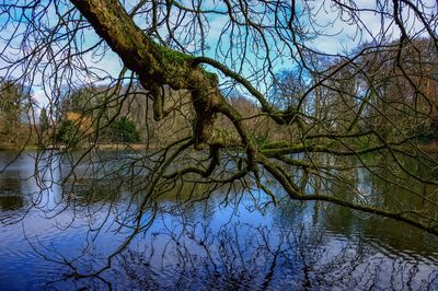 Reflection of bare trees in water