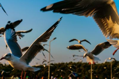 Low angle view of seagulls flying against clear sky