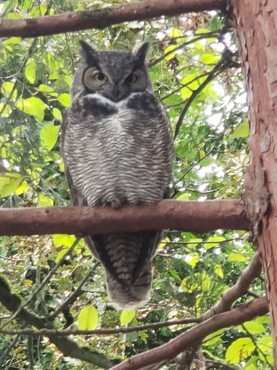 PORTRAIT OF CAT SITTING ON TREE