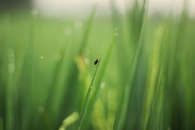 Close-up of insect on grass