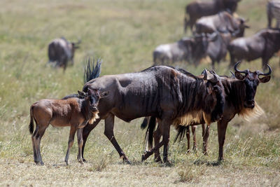 A scene from the great migration
