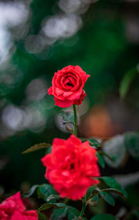 Close-up of red rose