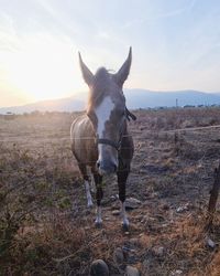 Horse standing on field