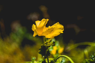 Close-up of yellow flower blooming outdoors