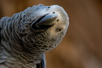 Close-up of a bird