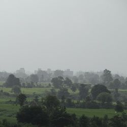 Trees on field against sky