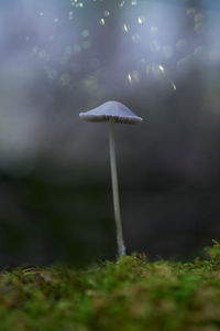 Close-up of mushroom growing on field