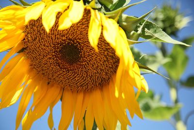 Close-up of sunflower