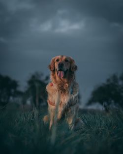 Cute dog on field during sunset