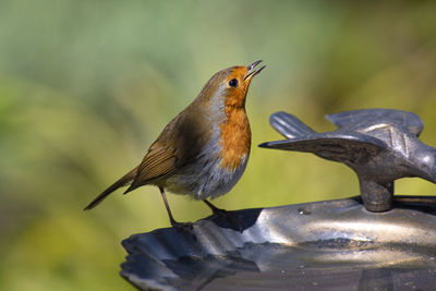 Close-up of bird perching on a feeder