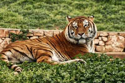 Close-up of tiger relaxing on grass