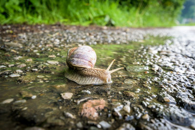 Close-up of snail