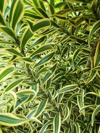 Full frame shot of fresh green plants in field