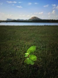Green plant on land against sky