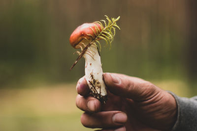 Close-up of hand holding mushroom