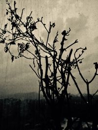 Silhouette bare tree against sky