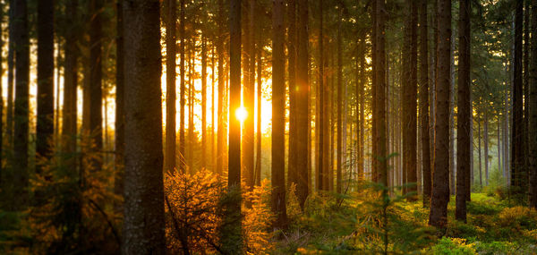 Sunlight streaming through trees in forest