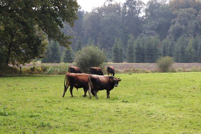 Horses in a field