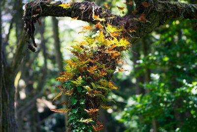 Close-up of fresh green plant