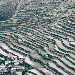 High angle view of agricultural field