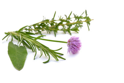 Close-up of purple flowering plant against white background