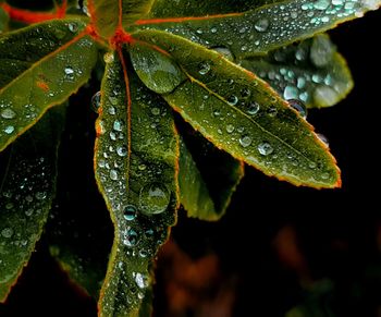 Close-up of wet plant leaves during rainy season