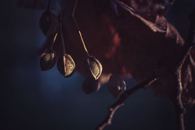 Close-up of dry leaves hanging on branch at night