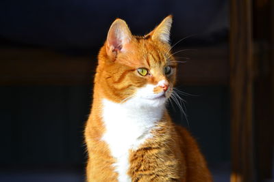 Close-up of a cat looking away at home