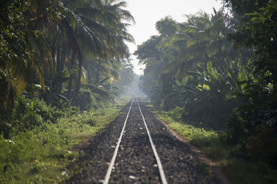 Surface level of railroad track along trees