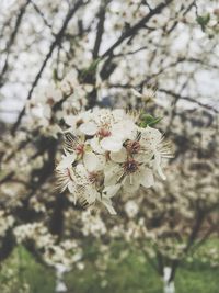 Close-up of white flowers