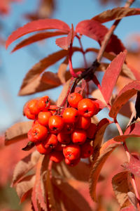 Rowan berries on a rowan tree. rowan tree or mountain ash tree in autumn
