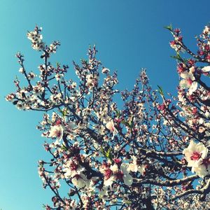 Low angle view of flowers blooming on tree against blue sky