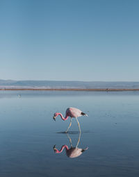 Andean flamingo or parina grande feeding peacefully in laguna chaxa, atacama.