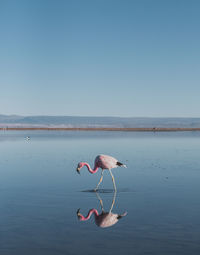 View of birds in sea against sky