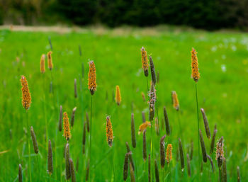 Close-up of plants growing on field